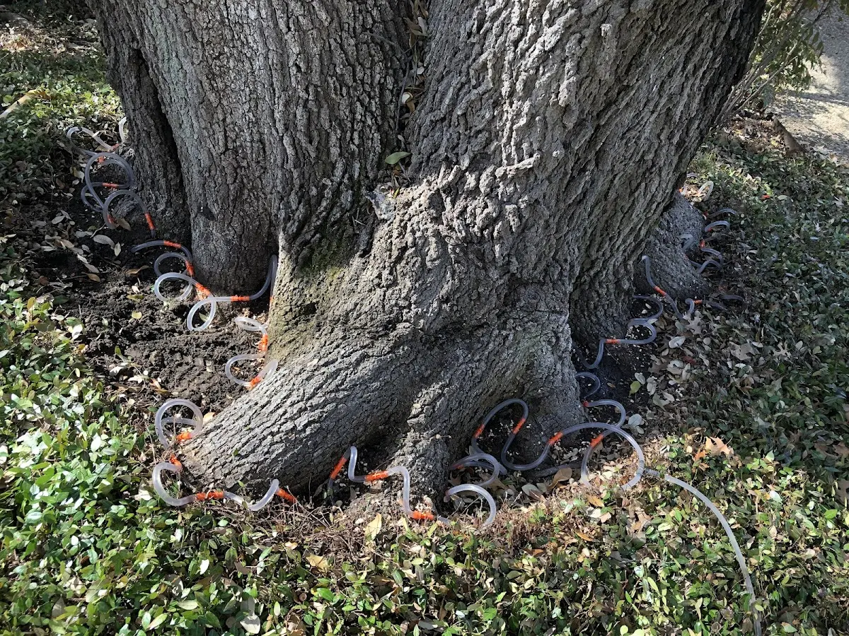 Detailed Tree Cabling and Bracing job site in Holman